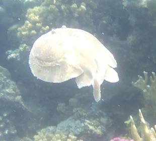 Schnorcheln Marsa Alam