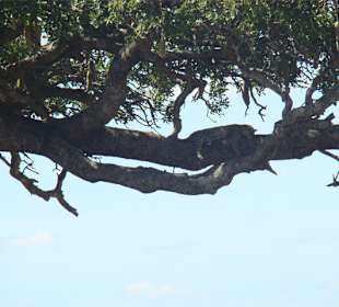 Nie ma to jak wygodne spanie