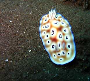 Nudibranch in bali