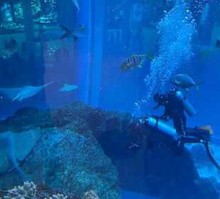 Aquarium in der Dubai Mall