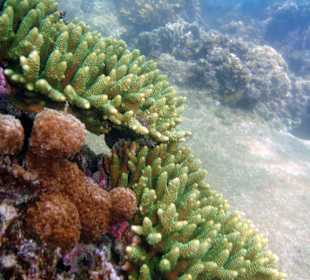 Das Hausriff Hotel Coral Cove Chalet