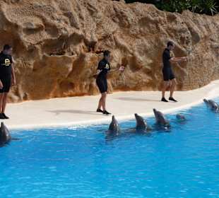 Delfin Show