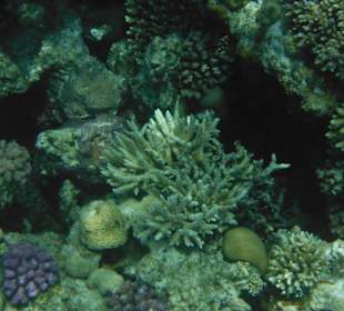 Hausriff Arabia Azur Resort