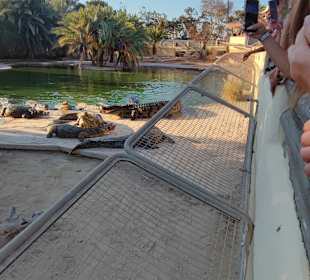 Krokodilfarm Animalia