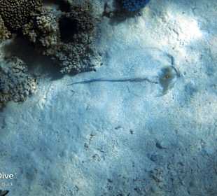 Schnorcheln Marsa Alam