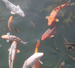 Schloss Trautmannsdorf Seerosenteich