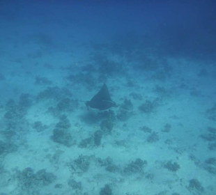 Ein Rochen vorm Hausriff