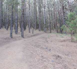 Erst durch Kiefernwald