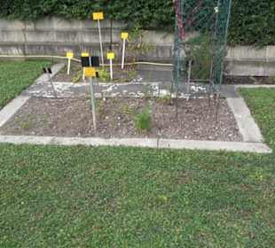 System der Pflanzen
