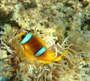 Nemo am Resta Reef Resort