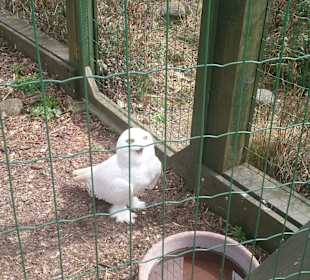Zoo Ohrada Hluboká nad Vltavou
