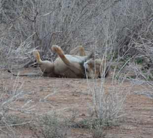 WT Safaris