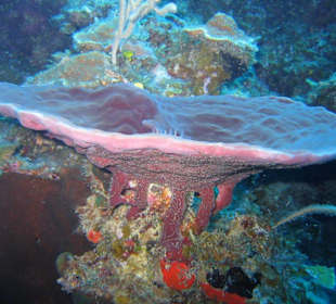 Gästetisch für Fische