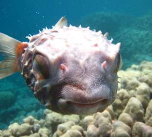 Kugelfisch