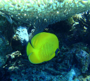 Blaue Lagune / Giftun