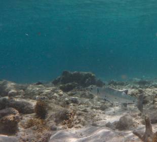 3-Strände-Tour: Barrakuda / Cas Abou