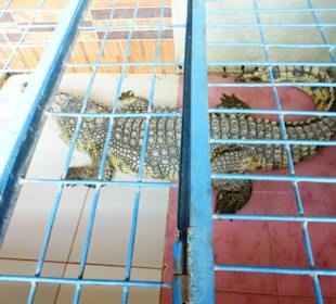 Assuan - nubischen Dorf mit Haustier