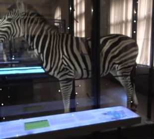 Museum für Naturkunde