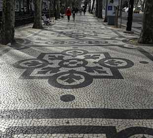 Eukalyptus-Allee in Lissabon