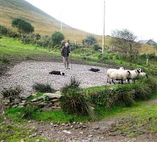 Kells Sheep Centre