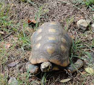 Landschildkröten in der Sonne