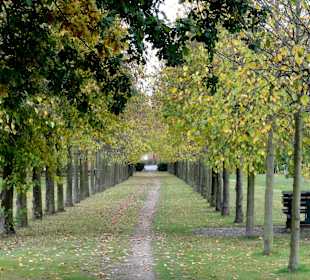 Allee im Baumpark Thedinghausen