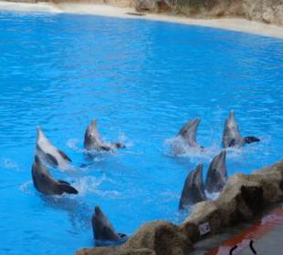 Shows und Unterhaltung