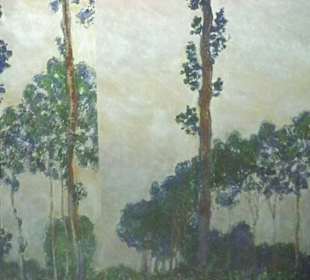 Lichterspiel in den Bäumen