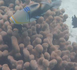 Picasso Fisch am Riff