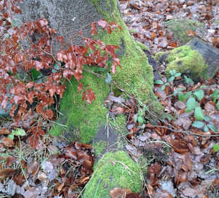 Winterliche Eindrücke