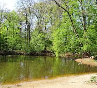Ententeich in der Eilenriede