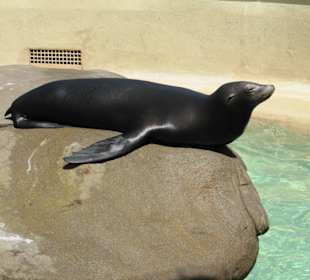 Robbenfüttern ist hier möglich