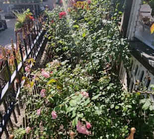 Der Minigarten an der Laube Rosen