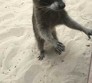 Unser Tourguide 