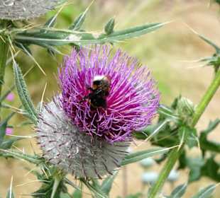 Rundgang durch den Botanischen Garten Düsseldorf