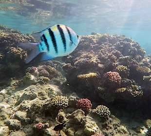 Riff direkt am Hotelstrand