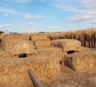 Maislabyrinth Südlohn