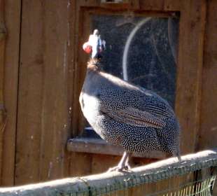 Ein Perlhuhn grüßt am Eingang