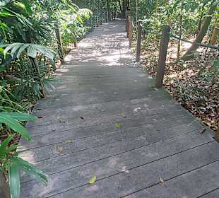 Rainforestwalk
