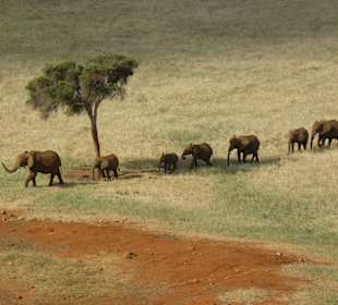 Elefanten VOI Safari Lodge