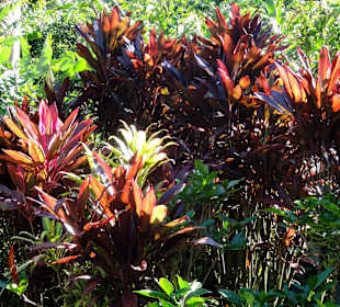 Impressionen aus dem Jardin Botanique de Deshaies