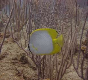 Tauchbase Merlin Sosua Taucherlebnisse