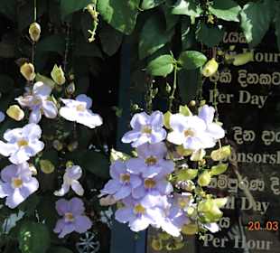 Höhlentempel Außenbereich