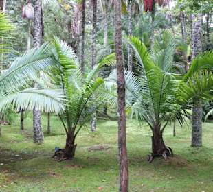 Parque Terra Nostra