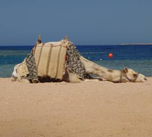 Am Strand