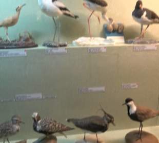 Naturhistorisches Museum