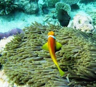 Nemo und Dori