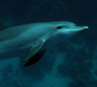 Delphin