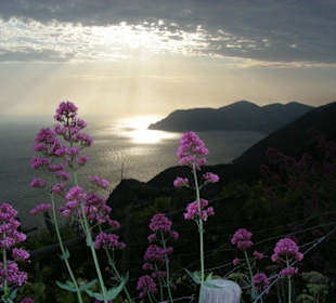 Cinque Terre - Corniglia