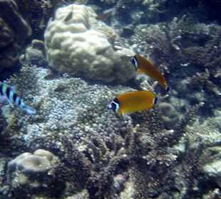 Fisch bei Koh Phangan